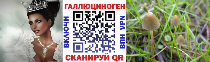 hydra ТОР  Невинномысск  Псилоцибиновые грибы Cubensis 